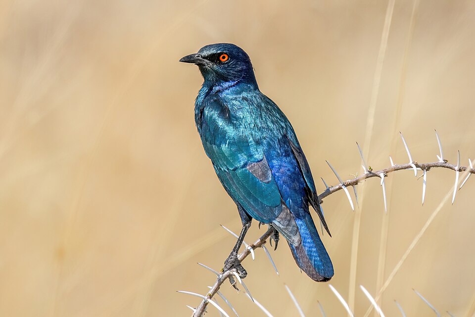 Cape Starling