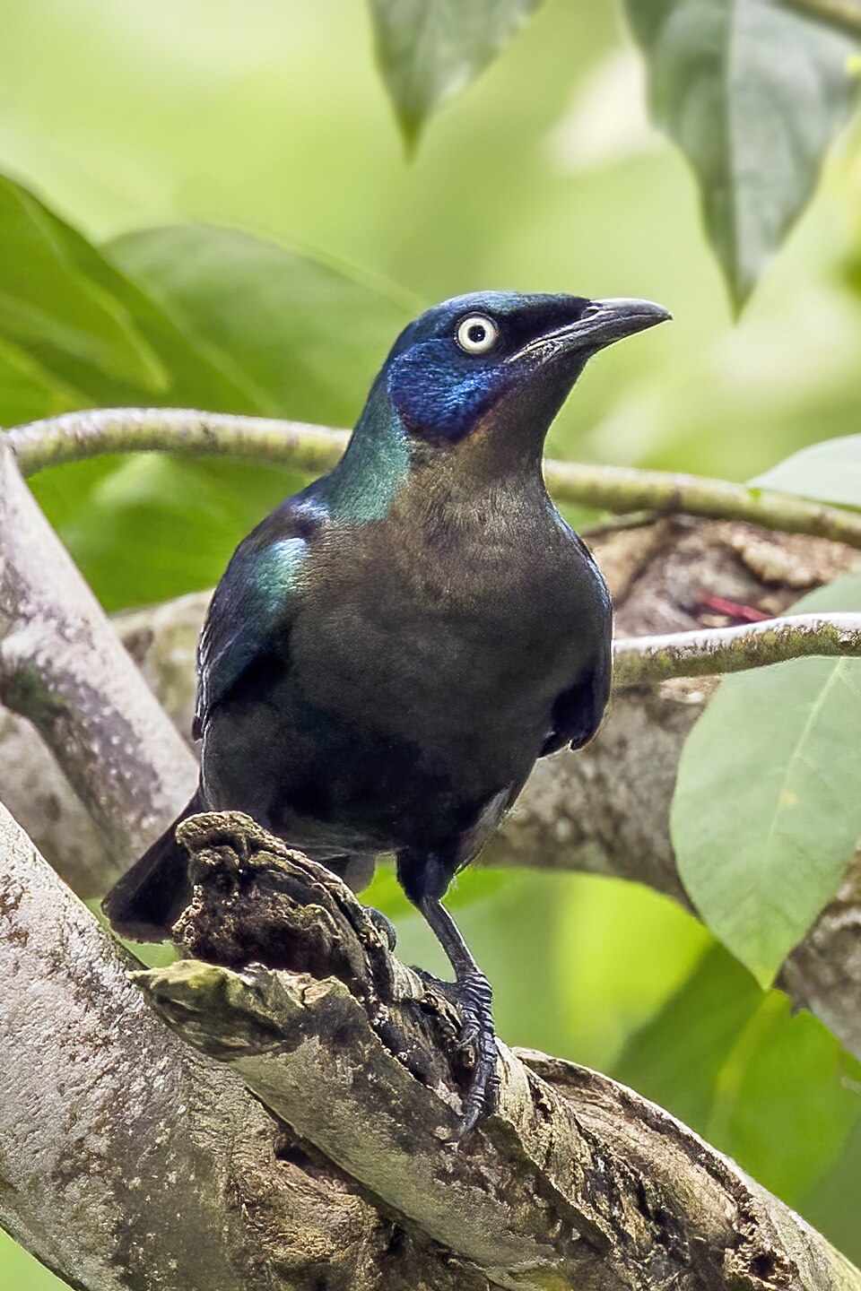 Principe Starling