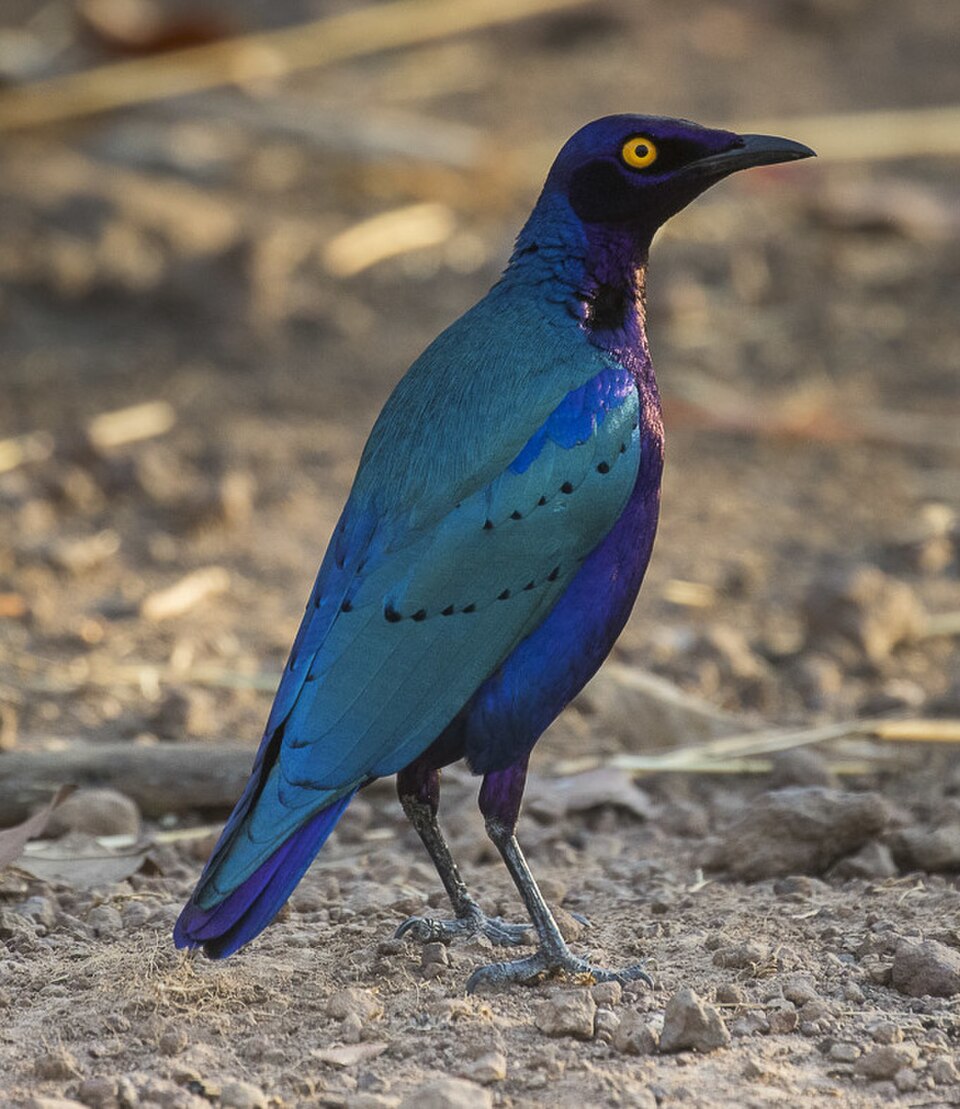 Purple Starling