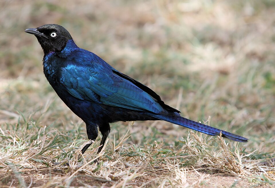 Rüppell's Starling