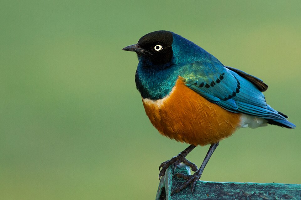 Superb Starling