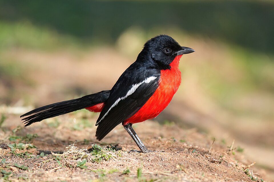 Crimson-breasted Gonolek