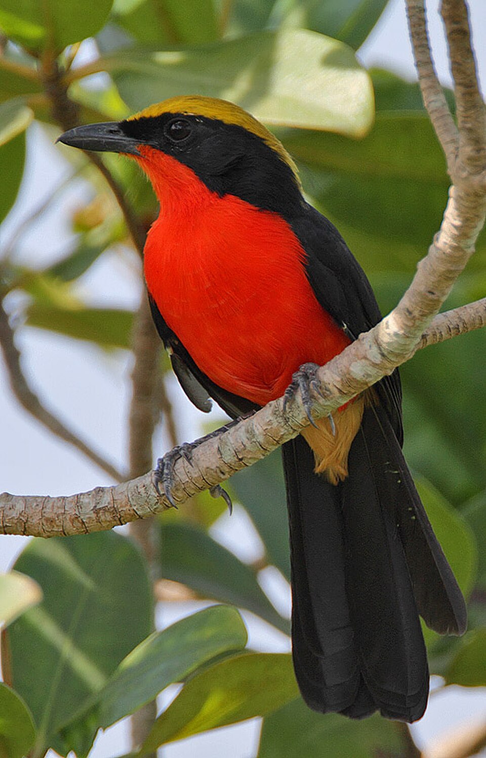 Yellow-crowned Gonolek