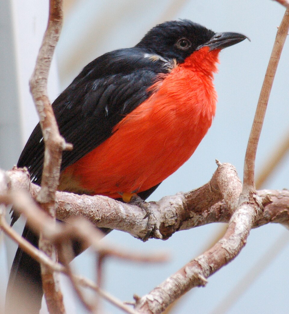 Black-headed Gonolek