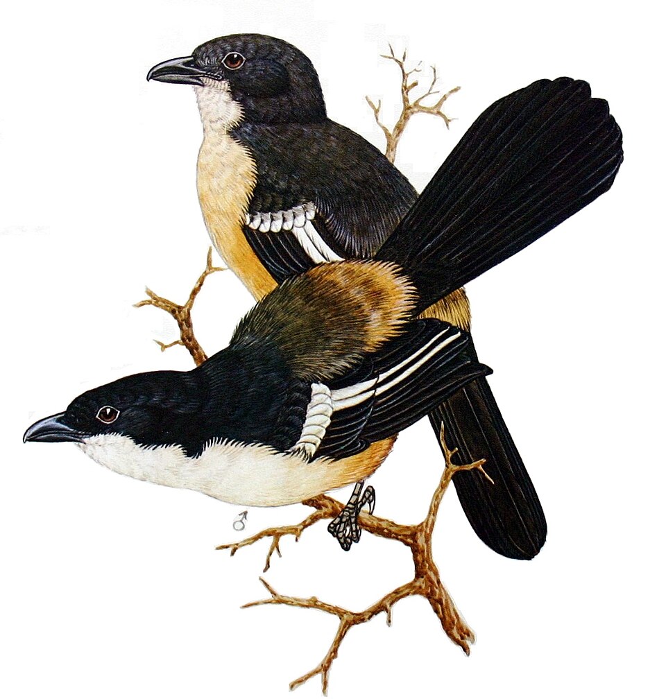 Southern Boubou