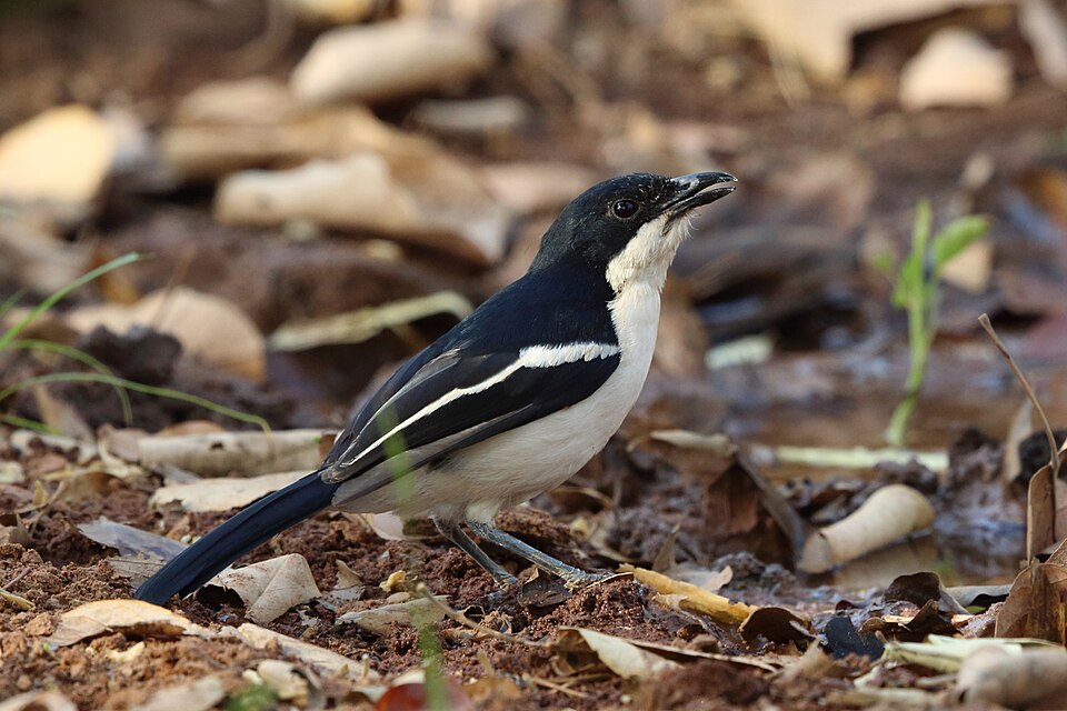 Tropical Boubou