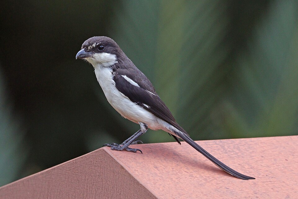 Southern Fiscal