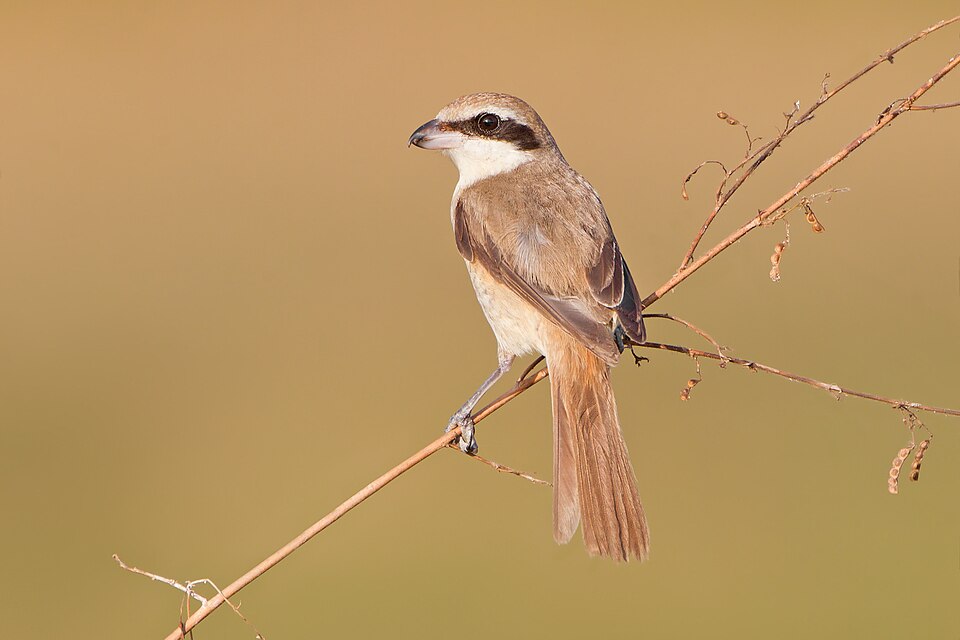 Brown Shrike