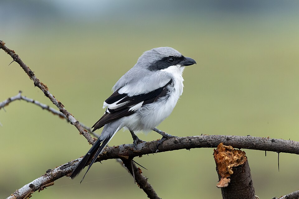 Great Gray Shrike