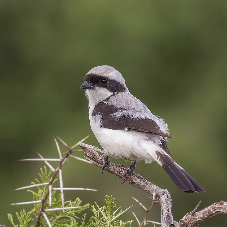 Gray-backed Fiscal