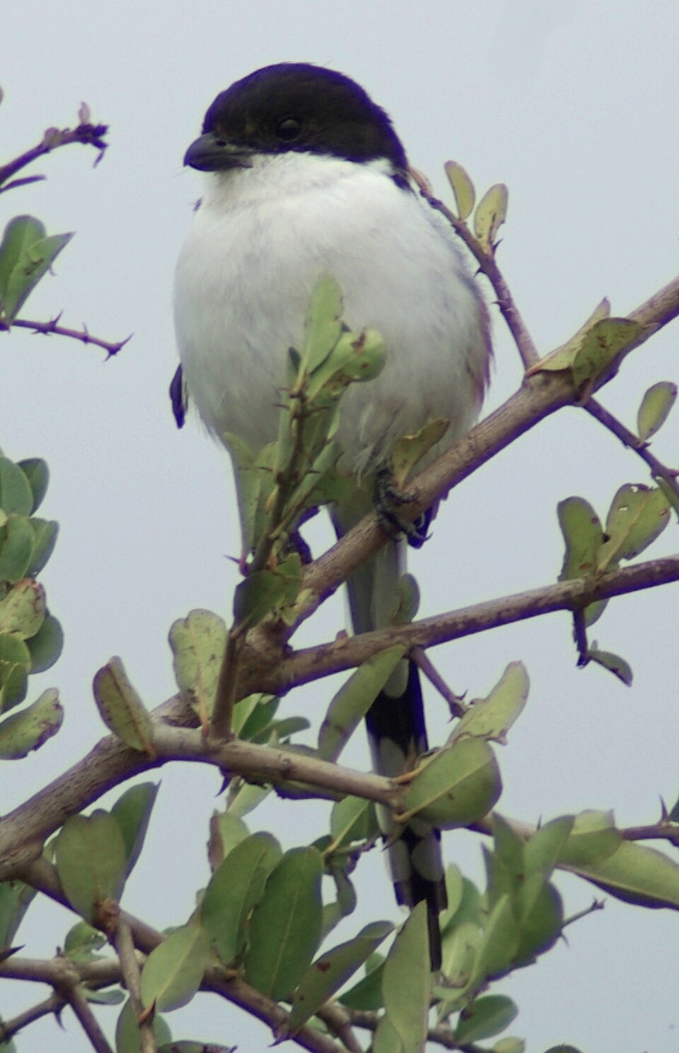 Northern Fiscal