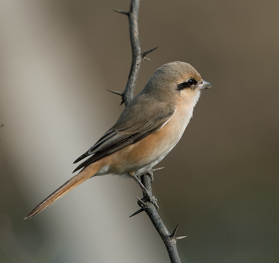 Isabelline Shrike
