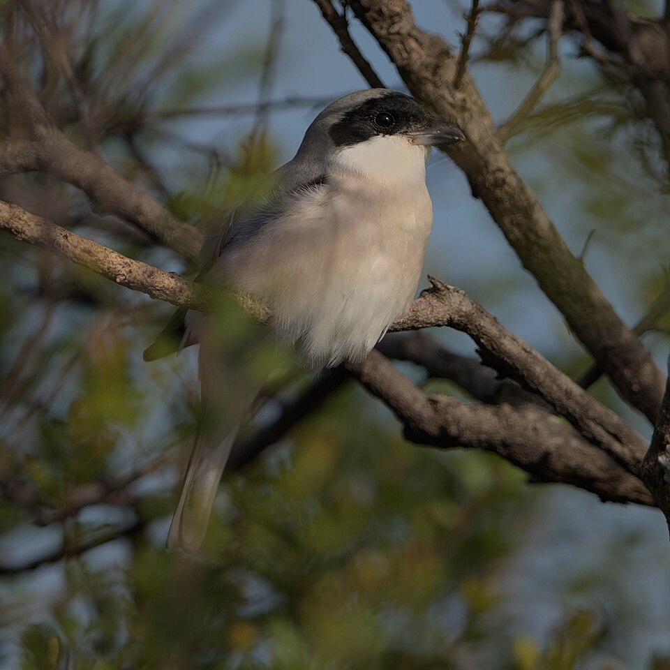 Lesser Gray Shrike