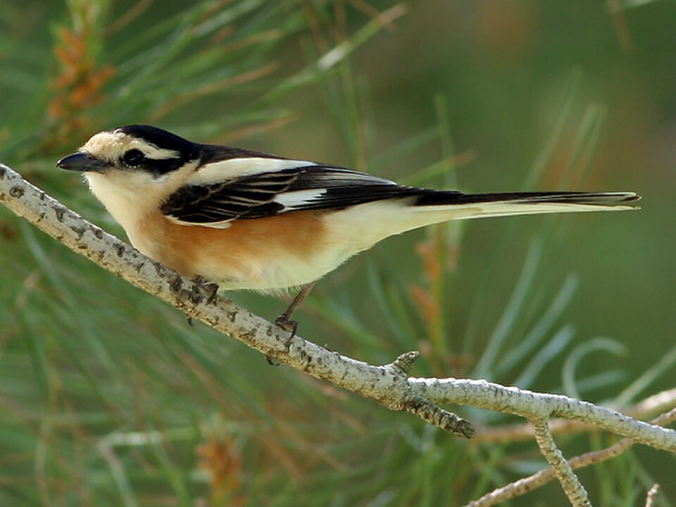 Masked Shrike