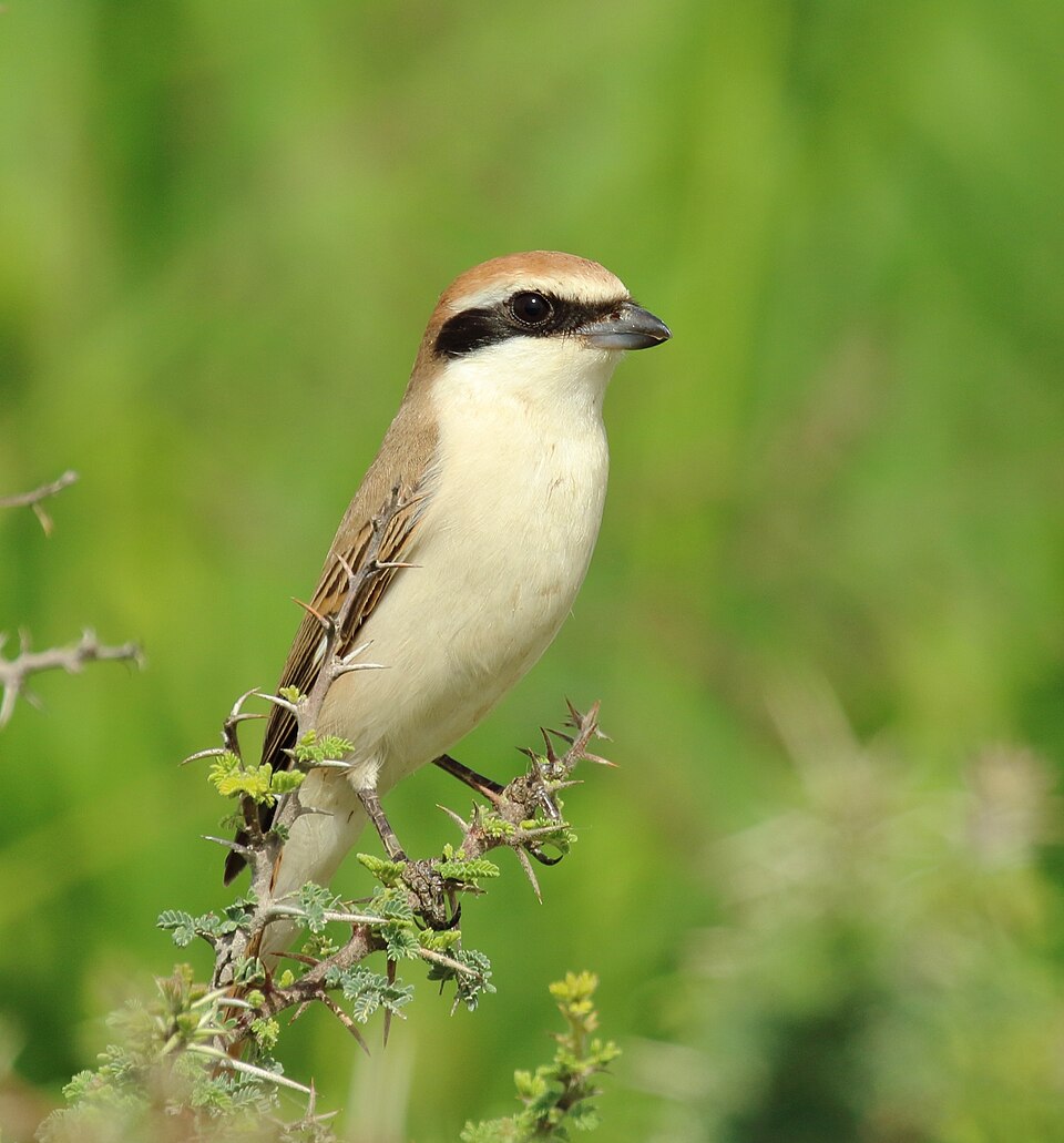 Red-tailed Shrike