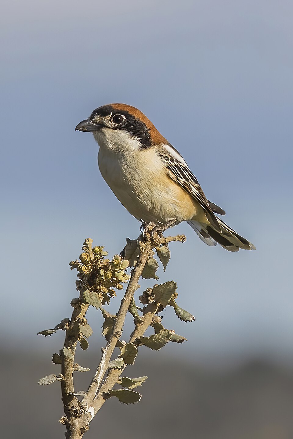 Woodchat Shrike