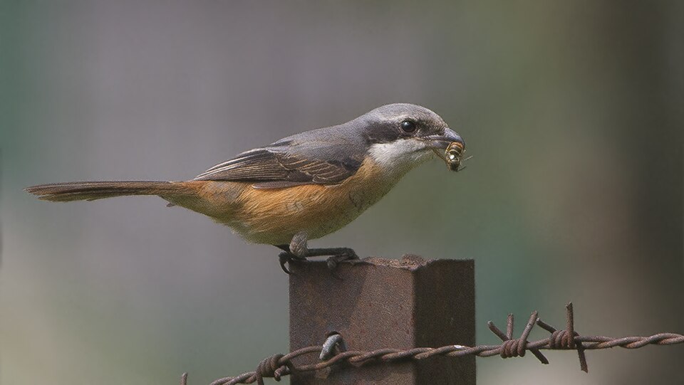 Gray-backed Shrike