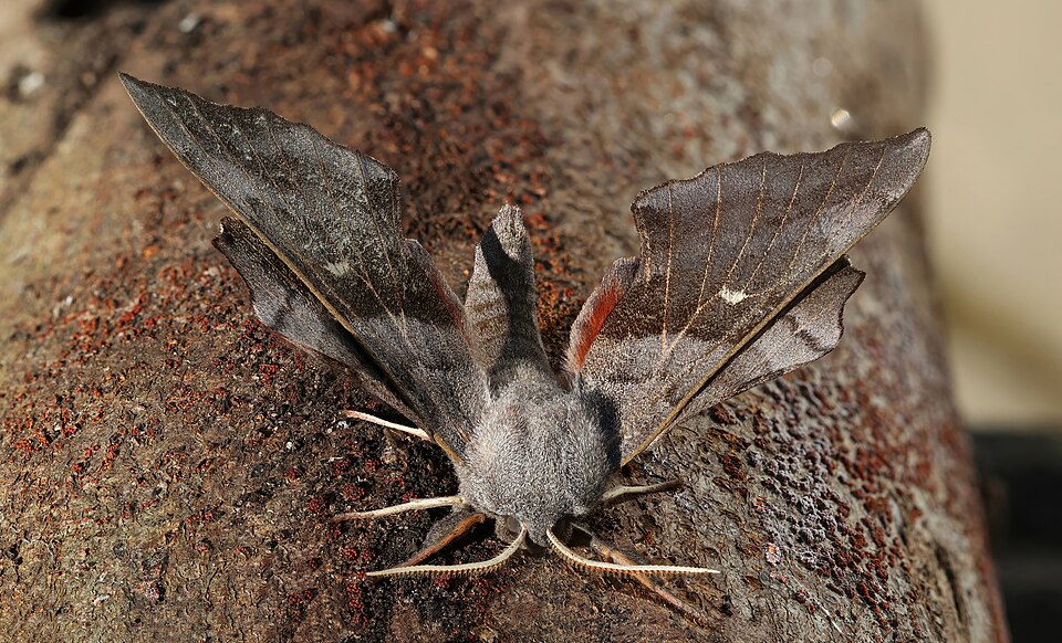 Poplar Hawk-moth