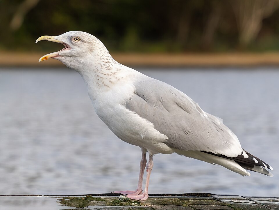 Herring Gull