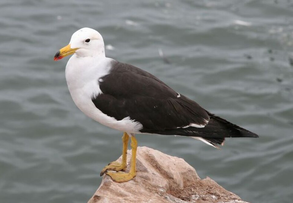 Belcher's Gull