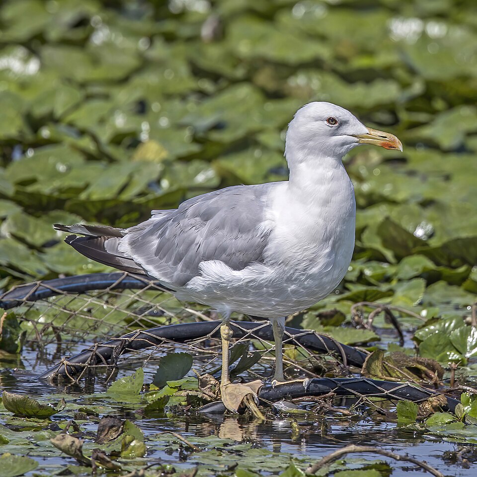 Caspian Gull