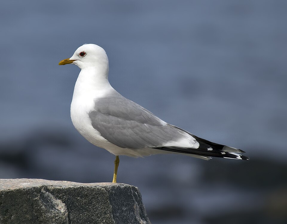 Mew Gull