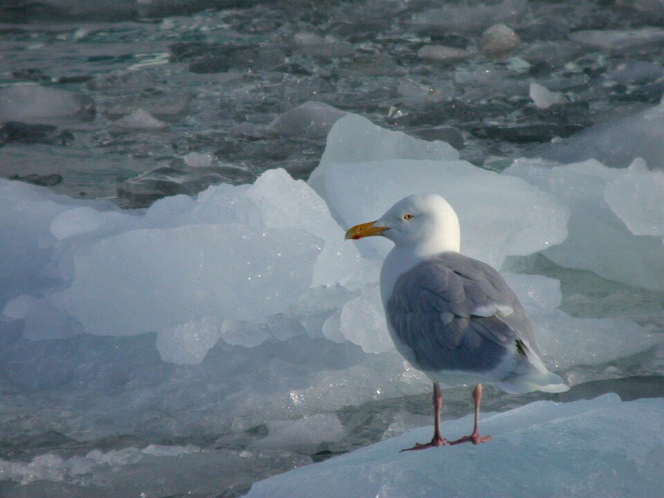 Glaucous Gull