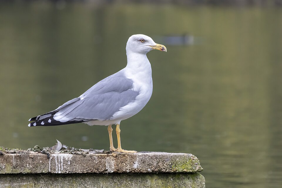 Yellow-legged Gull