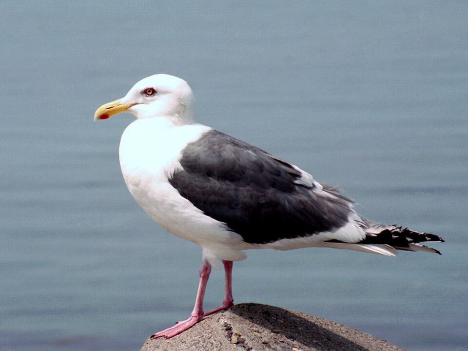 Slaty-backed Gull