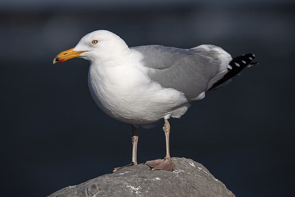 American herring gull, Smithsonian Gull