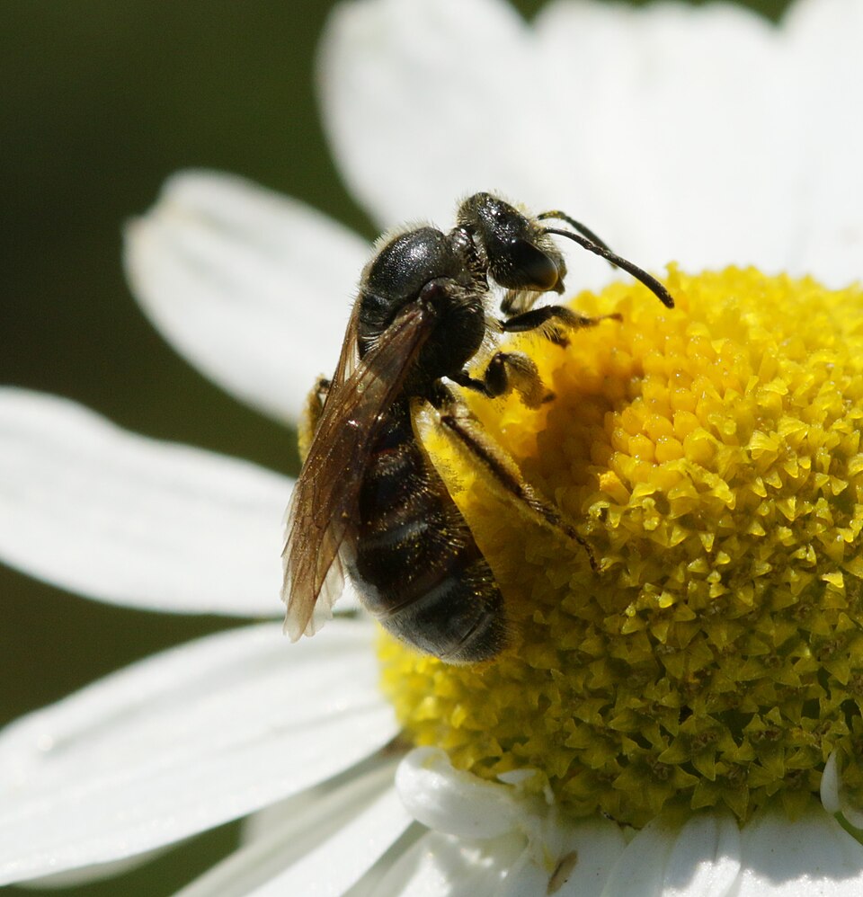 Slender Mining Bee