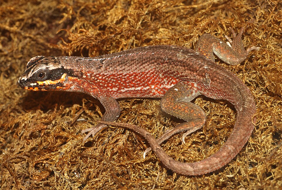 Haitian curlytail lizard
