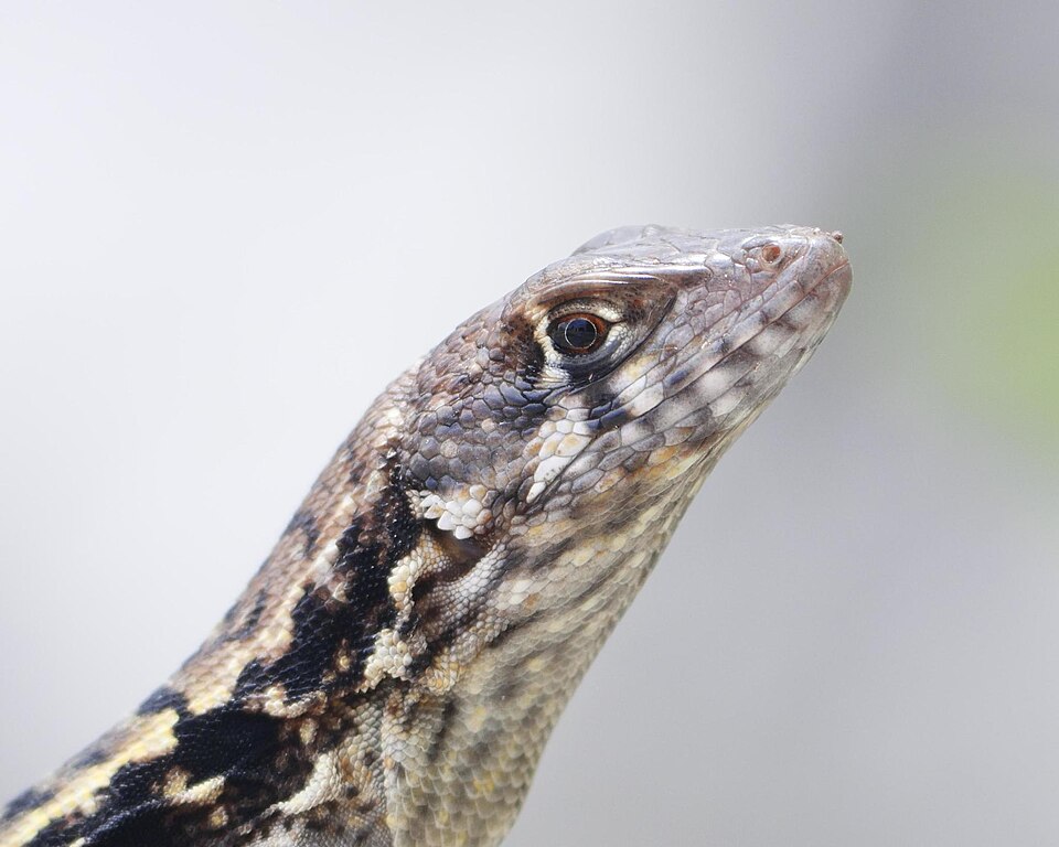 Bastion Cay Curlytail Lizard