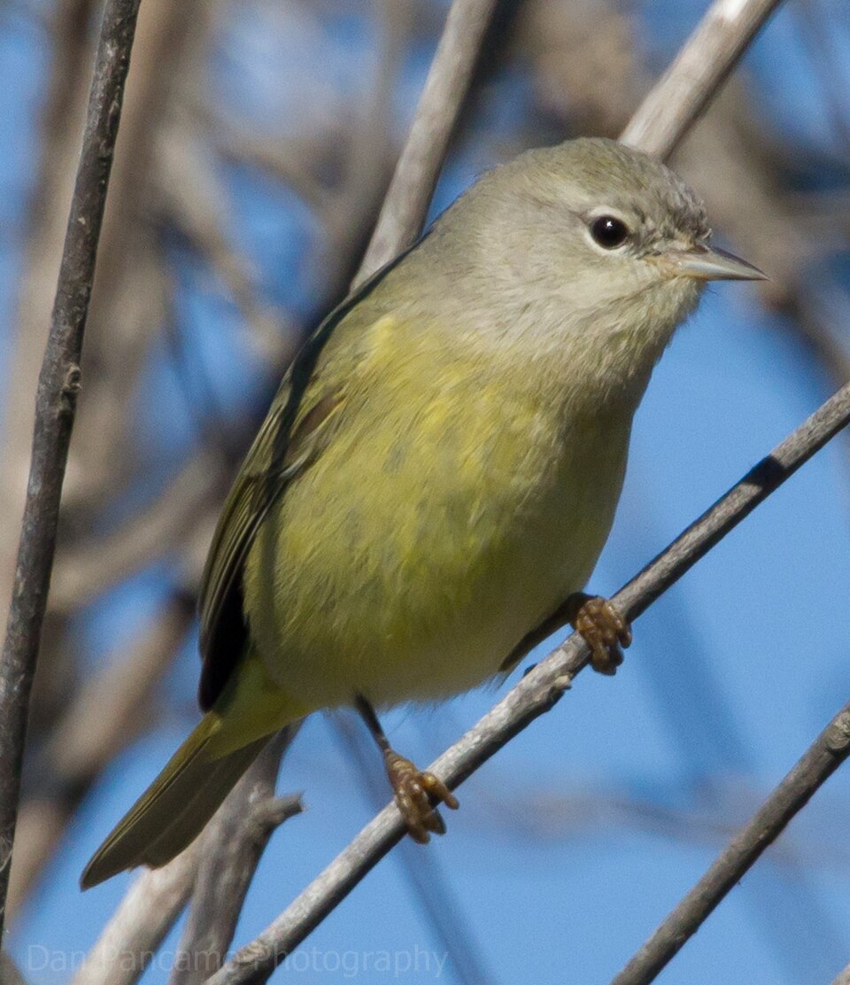 Orange-crowned Warbler
