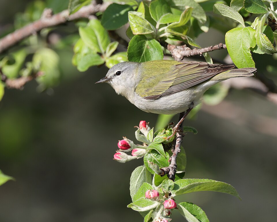 Tennessee Warbler
