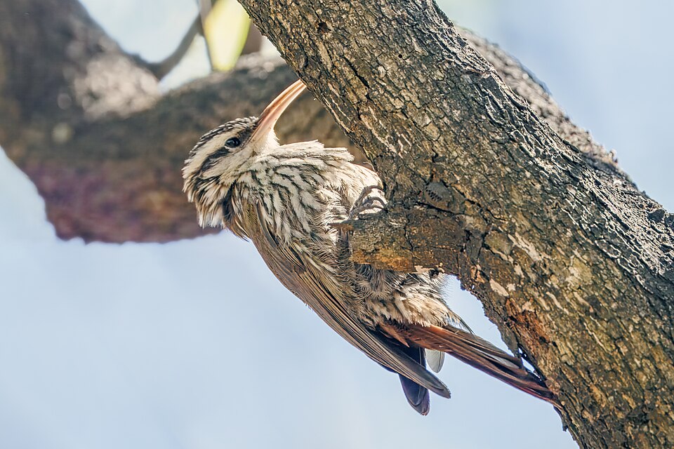 Narrow-billed Woodcreeper