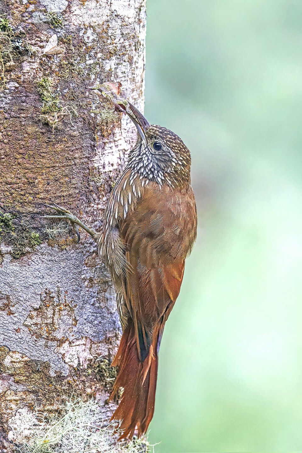 Montane Woodcreeper