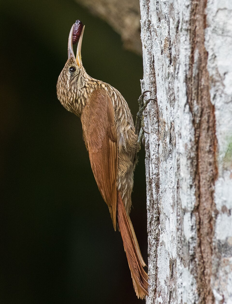 Streak-headed Woodcreeper