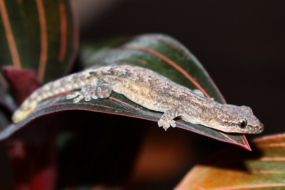 Sad Gecko