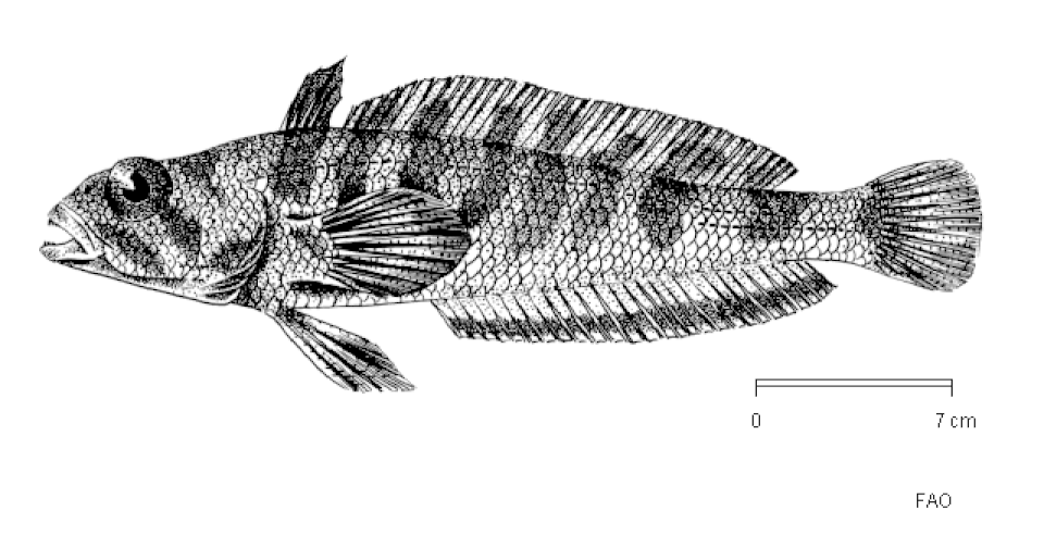 Grey notothen