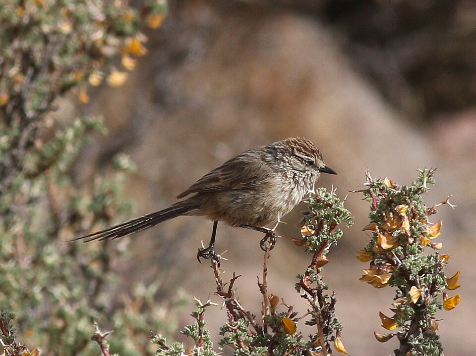 Plain-mantled Tit-Spinetail