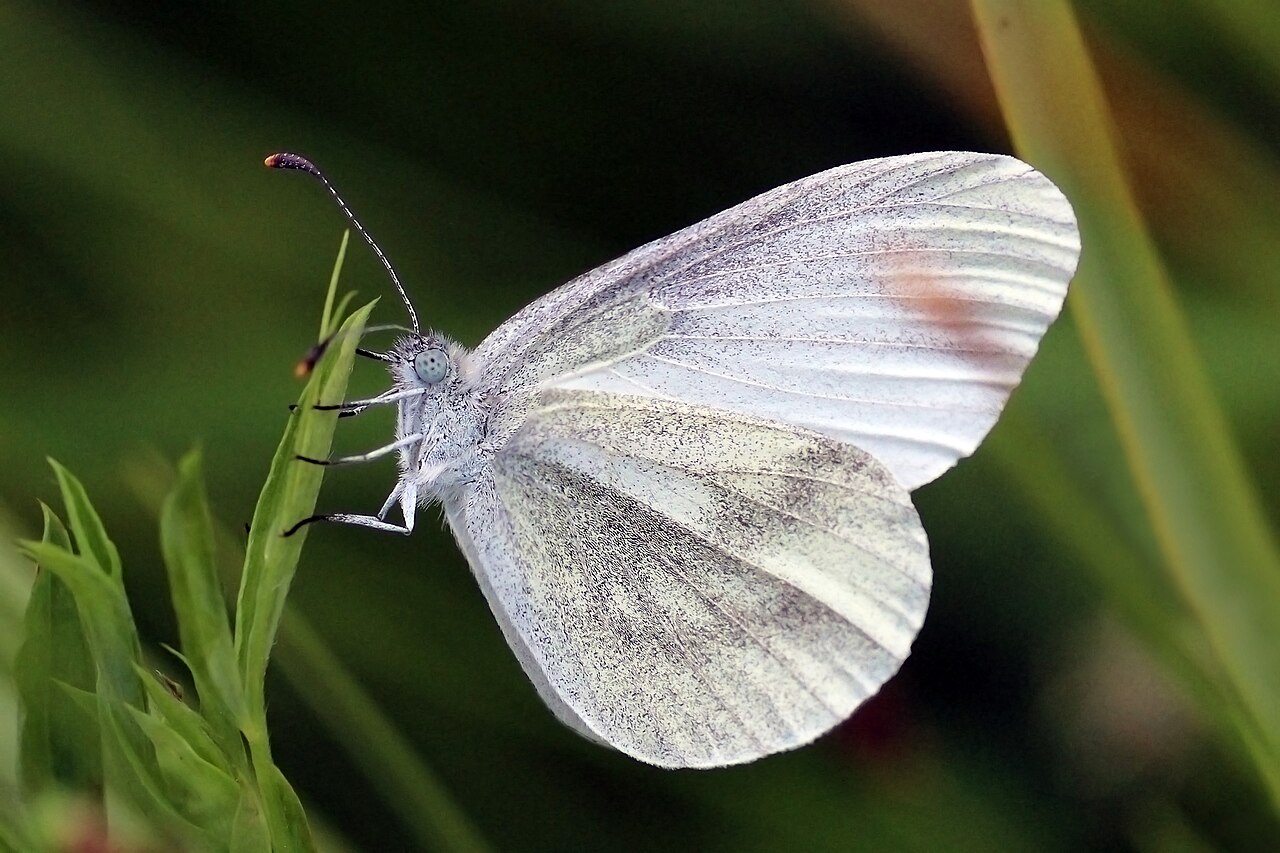 Wood White