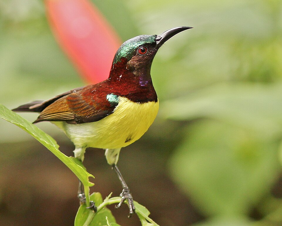 Purple-rumped Sunbird