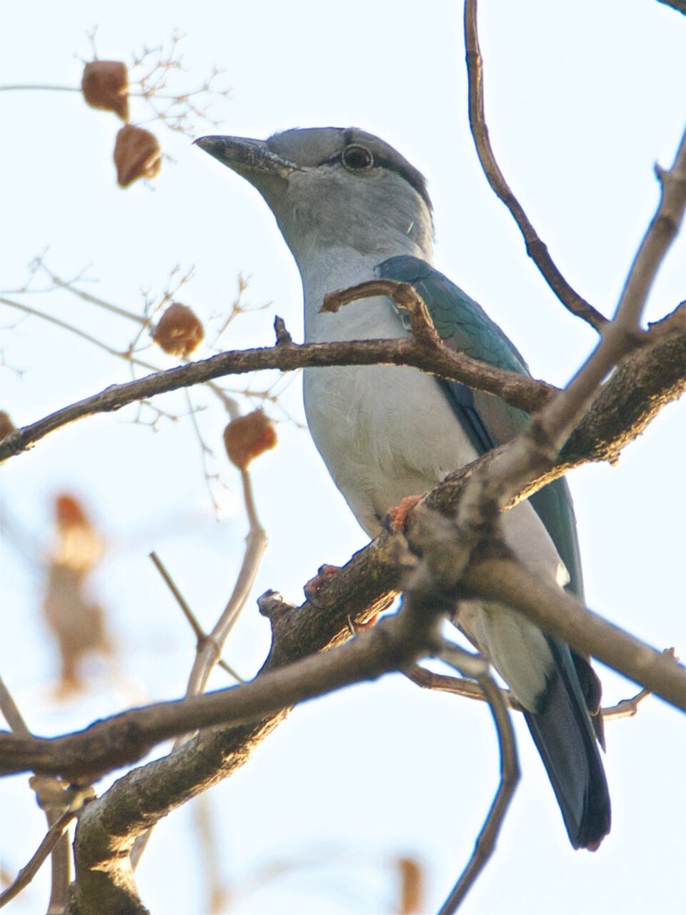 Cuckoo-Roller