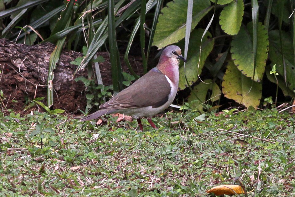 Caribbean Dove