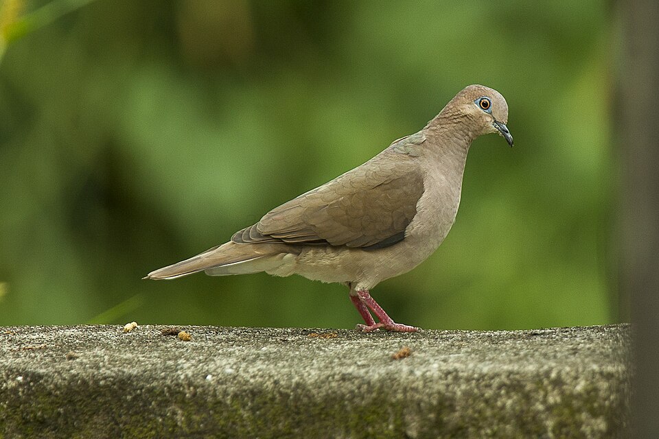 White-tipped Dove
