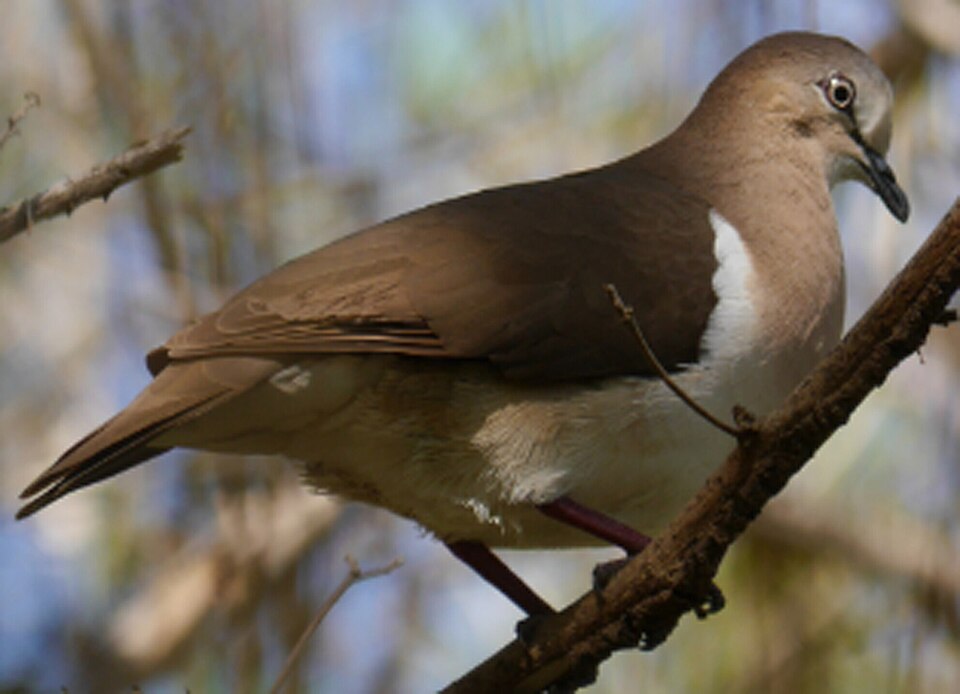 Grenada Dove
