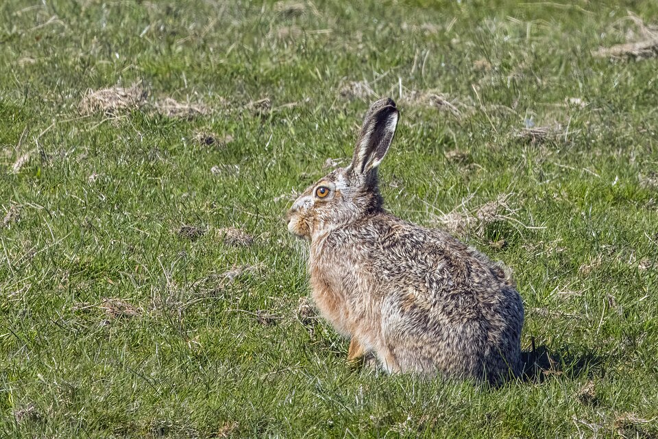 European hare