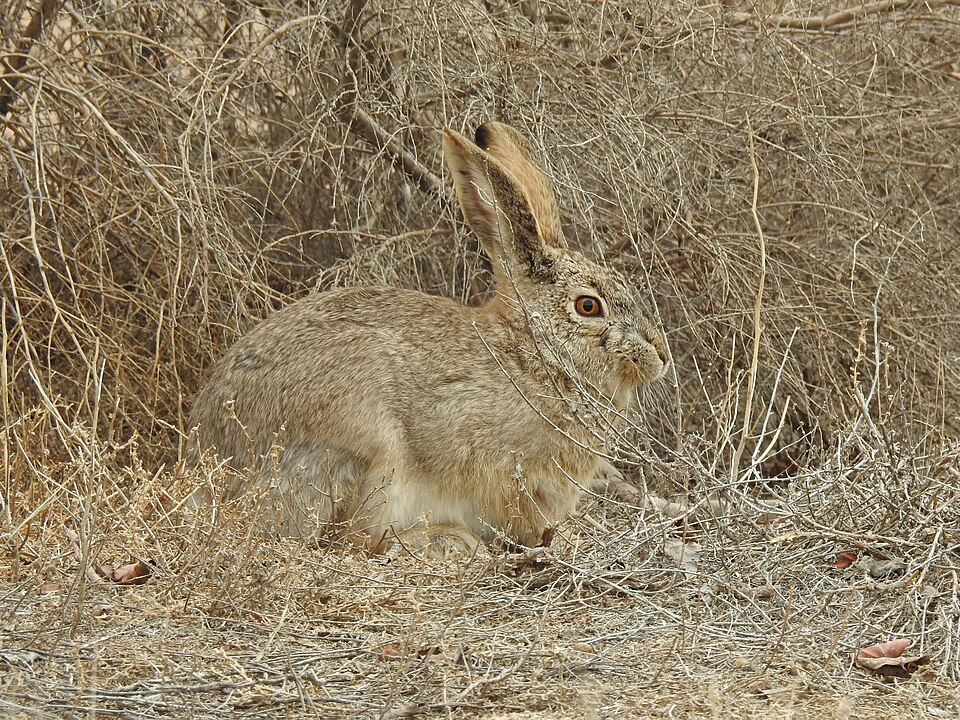 Tolai Hare