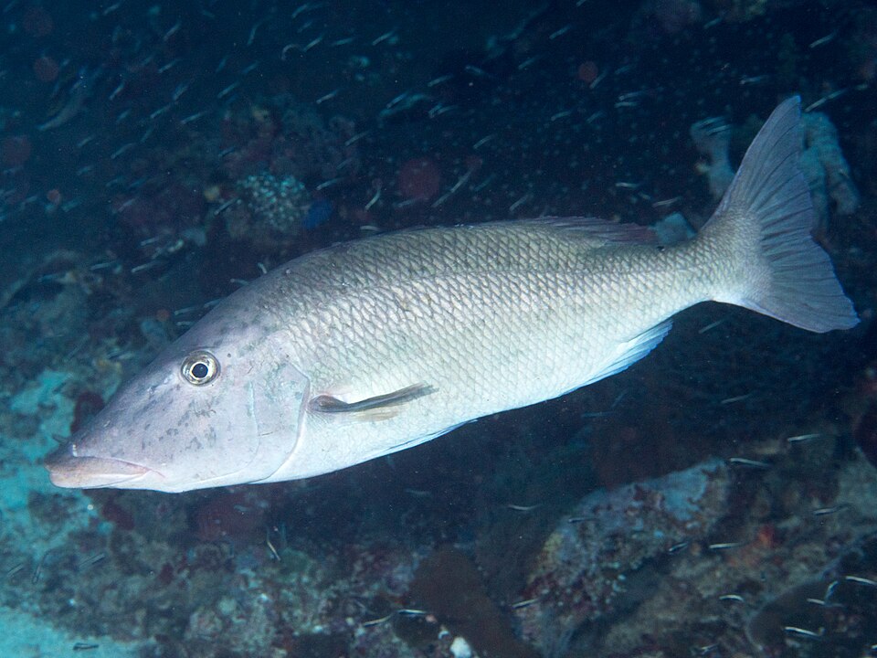 Longnose Emperor
